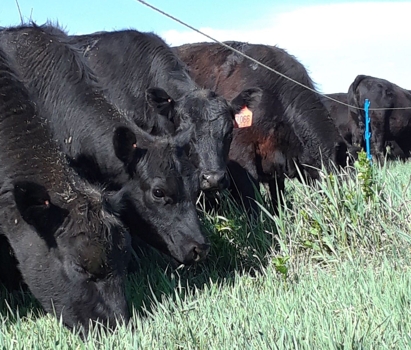 Freeland cattle